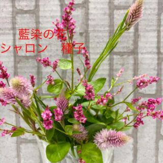 藍染の花(タデアイ)  ケイトウ(シャロン) 種子　種(その他)