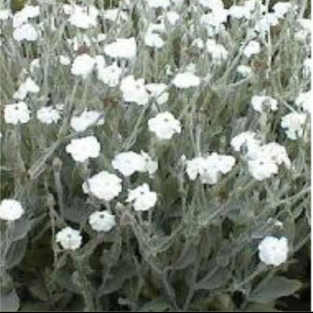花の種　リクニス コロナリア  アルバ　白　種子ガーデニング