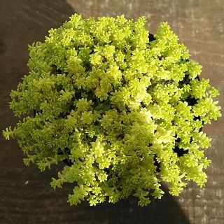 黄金細葉万年草　多肉植物　セダム　抜き苗(^^)(その他)