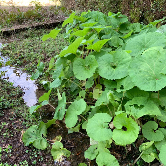 無農薬春野菜セット6種類以上　サイズ100 食品/飲料/酒の食品(野菜)の商品写真