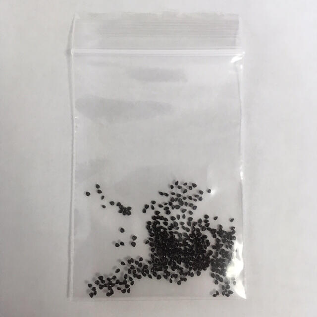 もうすぐ種まき 忘れな草 勿忘草 種 0粒以上 の通販 By 自然趣味 S Shop ラクマ もうすぐ種まき 忘れな草 勿忘草 種 0粒以上 の通販 By 自然趣味 S Shop ラクマ