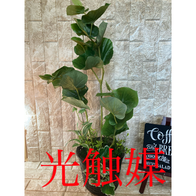 光触媒　人工観葉植物　ウォールグリーン　wシーグレープ84