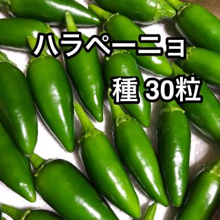 ハラペーニョ　種　たね　30粒(野菜)