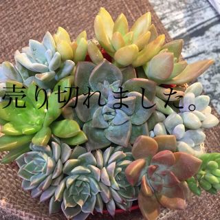 多肉植物寄せ植え(その他)