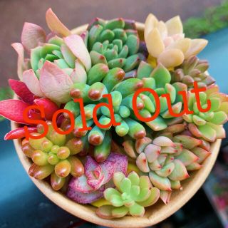 ❤︎多肉植物 カラフルカット苗寄植えset❤︎