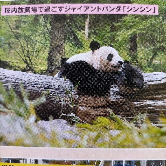 ジャイアントパンダ シンシン リーリー 東京のまちづくり   エンタメ/ホビーのコレクション(印刷物)の商品写真