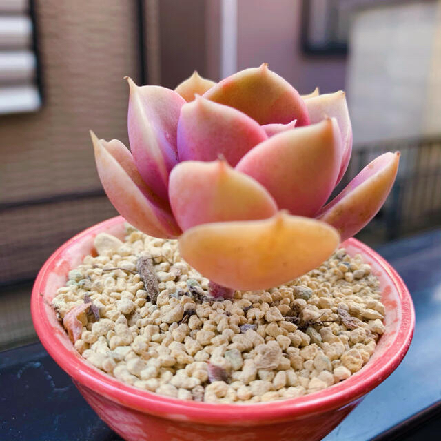 ❤︎多肉植物　実生苗　パールフォンニュンベルグ　抜き苗❤︎