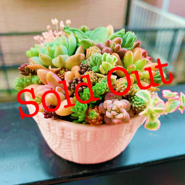 美品】 ❤︎多肉植物 ピンクのココットのちまちま寄植え❤︎このまま