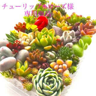 チューリップ❁ローズ様　専用商品　多肉植物カット苗(その他)