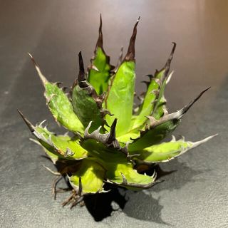 ネイバーフッド(NEIGHBORHOOD)のagave horrida dwarf アガベ ホリダ  ドワーフ チタノタ 9(その他)