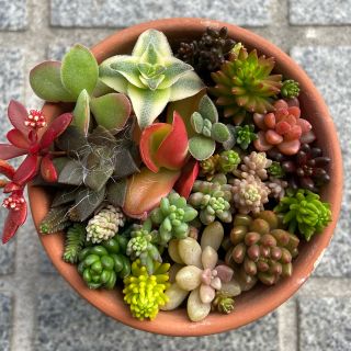 多肉植物 寄せ植え用 カット苗➂の通販 by うめはは's shop｜ラクマ