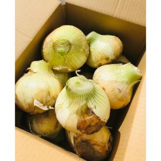 淡路産　玉ねぎ　新玉ねぎ　60サイズ箱に約3kg 晴天時のみ発送(野菜)