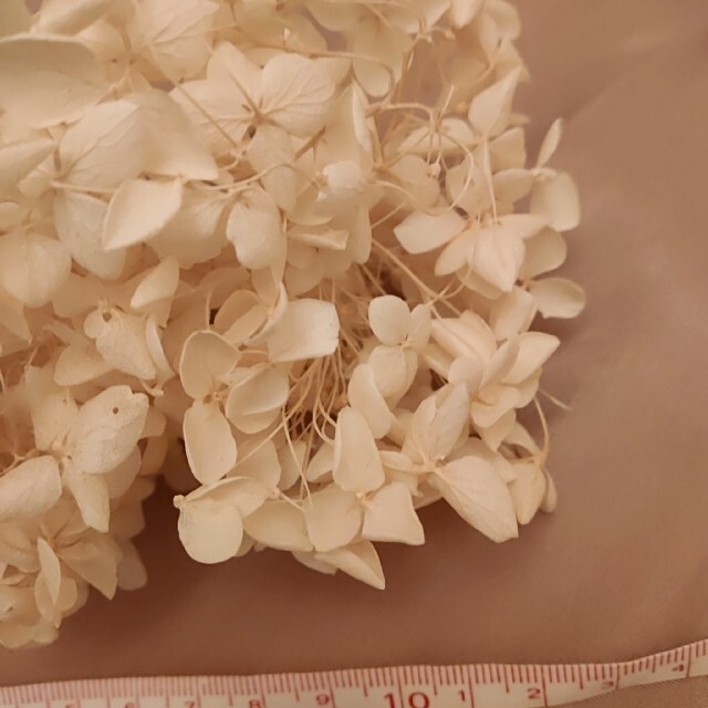 紫陽花プリザーブドフラワー♡オフホワイト ハンドメイドの素材/材料(各種パーツ)の商品写真