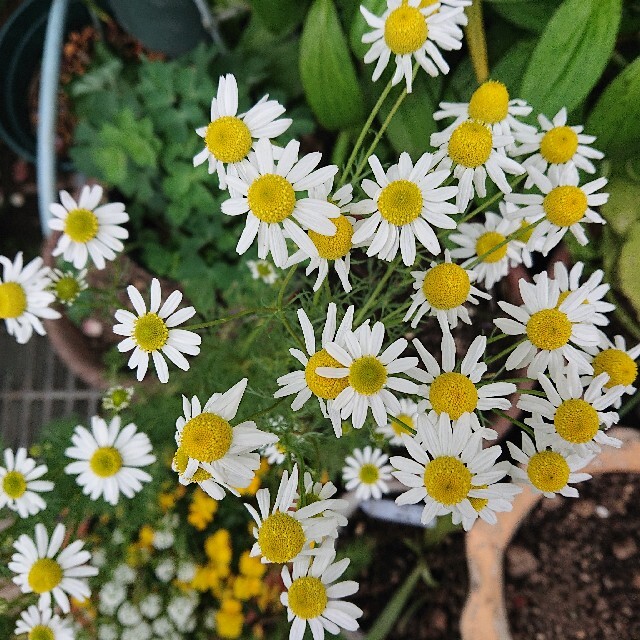 ラスト ハーブ ジャーマンカモミール 1苗 ポット植えの通販 by ラスト ハーブ ジャーマンカモミール 1苗 ポット植えの通販 by