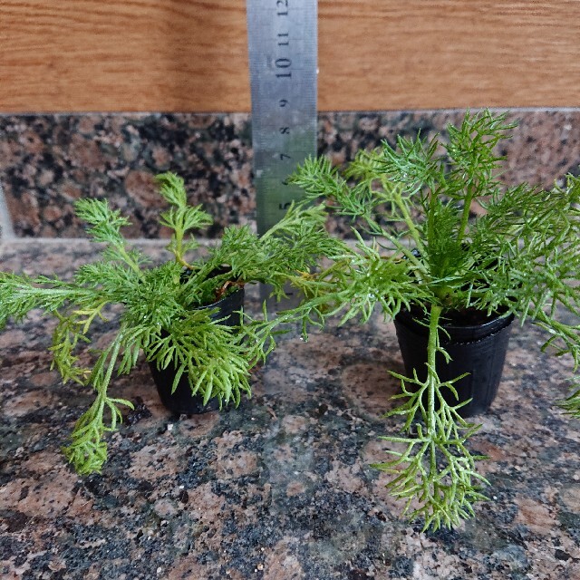 ラスト ハーブ ジャーマンカモミール 1苗 ポット植えの通販 by ラスト ハーブ ジャーマンカモミール 1苗 ポット植えの通販 by