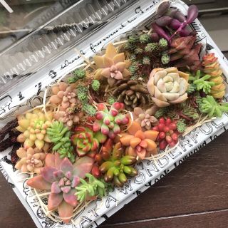 多肉植物カット苗セット(その他)