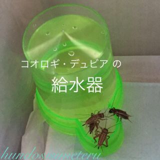 コオロギ・デュビアの給水器　水飲み場(爬虫類/両生類用品)