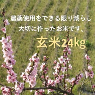 《農薬8.5割減》令和2年収穫　兵庫県産コシヒカリ玄米24㎏（玄米のままお届け）(米/穀物)