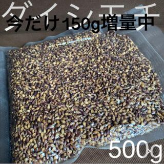 ダイシモチ玄麦500g今だけプラス150g増量中(米/穀物)