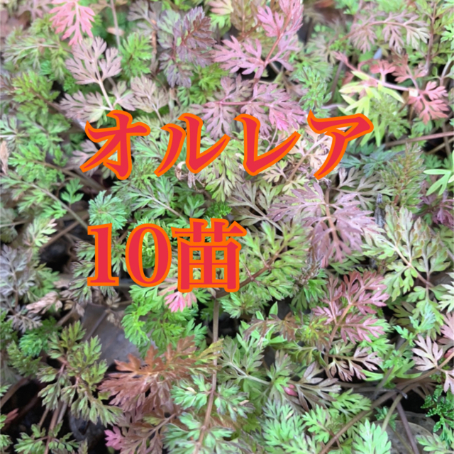 はあとの葉っぱ様専用。オルレアの小苗 １０苗❣️ナチュラルガーデン。 ハンドメイドのフラワー/ガーデン(その他)の商品写真