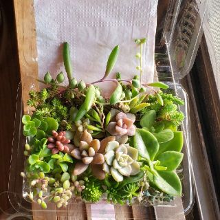 多肉植物 セダム パック(その他)