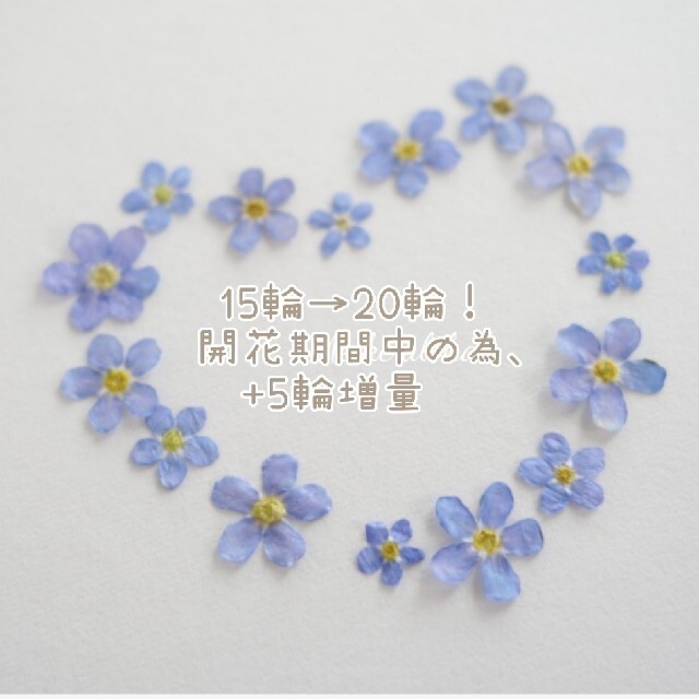 勿忘草【No. 14・ブルー】忘れな草 花材 素材 押し花 ブルーの通販 by