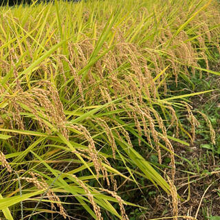 さと様専用　栃木県産　新米コシヒカリ30kg (米/穀物)