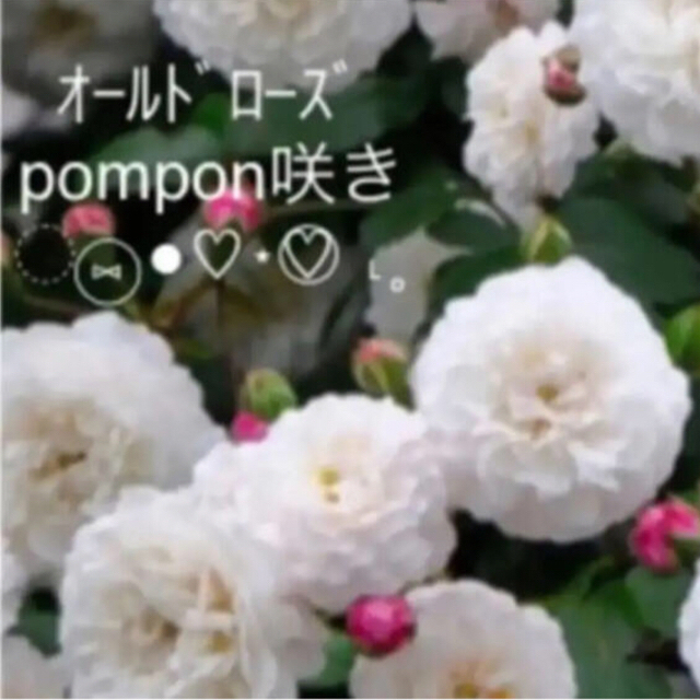 ✴️ オールドローズ　pompon咲き　元気苗　✴️ ハンドメイドのフラワー/ガーデン(その他)の商品写真