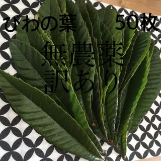 m様専用　　琵琶の葉　びわの葉　訳あり！50枚(フルーツ)