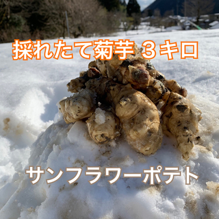 採れたて菊芋　サンフラワーポテト  土付き3キロ以上　食用種芋用 (野菜)