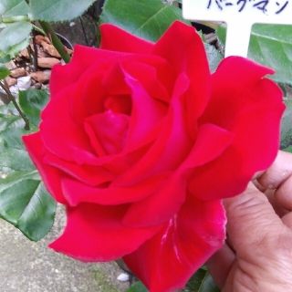 🌸動物王様専用ページです🌹『イングリッドバーグマン』『』🌹挿し木苗(ドライフラワー)