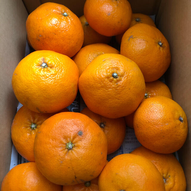 愛媛県産 高級柑橘 甘平 約5kg 大玉 食品/飲料/酒の食品(フルーツ)の商品写真