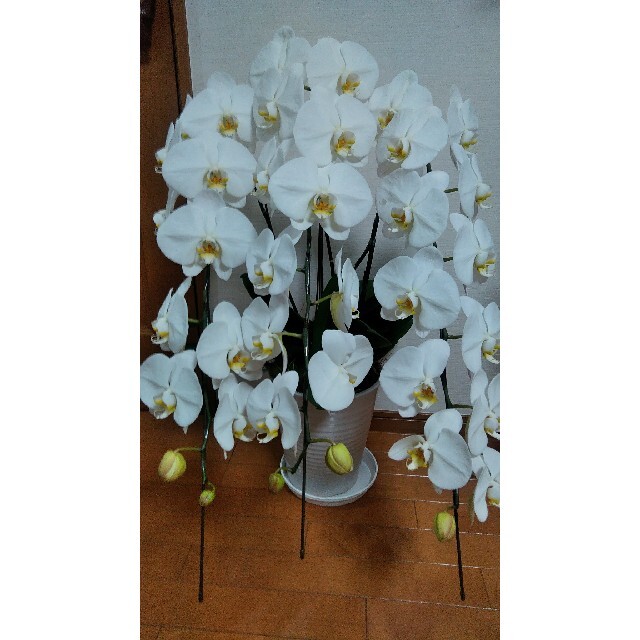 くみたん様専用　胡蝶蘭　3本立　白 ハンドメイドのフラワー/ガーデン(その他)の商品写真