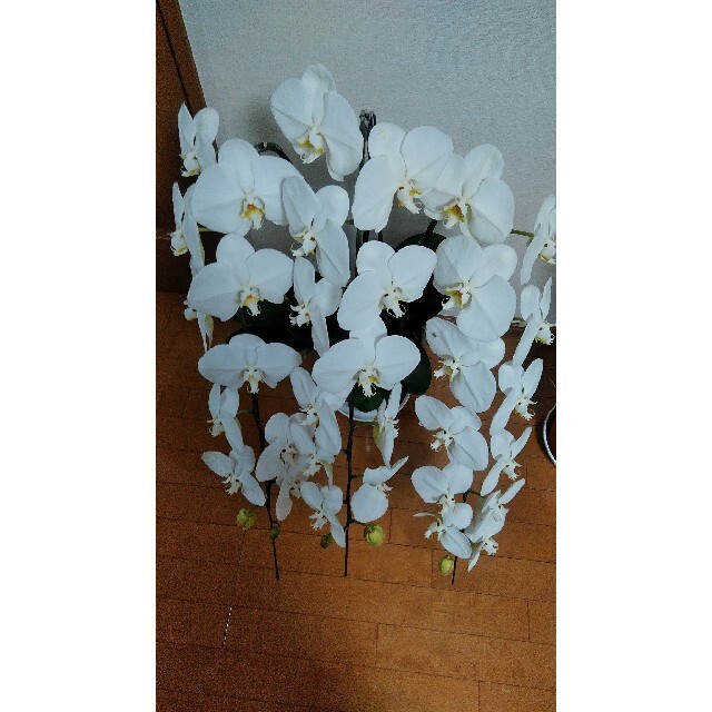 くみたん様専用　胡蝶蘭　3本立　白 ハンドメイドのフラワー/ガーデン(その他)の商品写真
