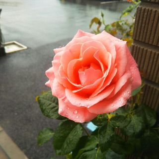 薔薇苗(その他)