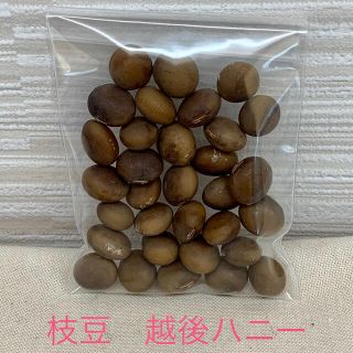 枝豆 越後ハニーの種 30粒 自家採種(野菜)