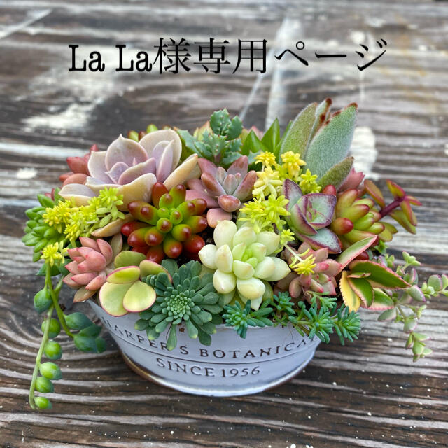 〜そのまま飾れる〜多肉植物寄せ植え(ハンドメイド)おうちピック