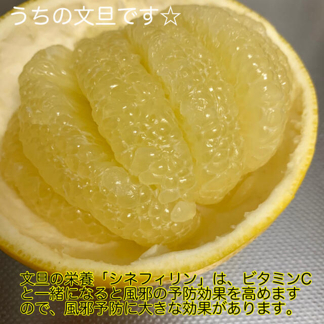高知県 文旦 ぶんたん 10kg 食品/飲料/酒の食品(フルーツ)の商品写真