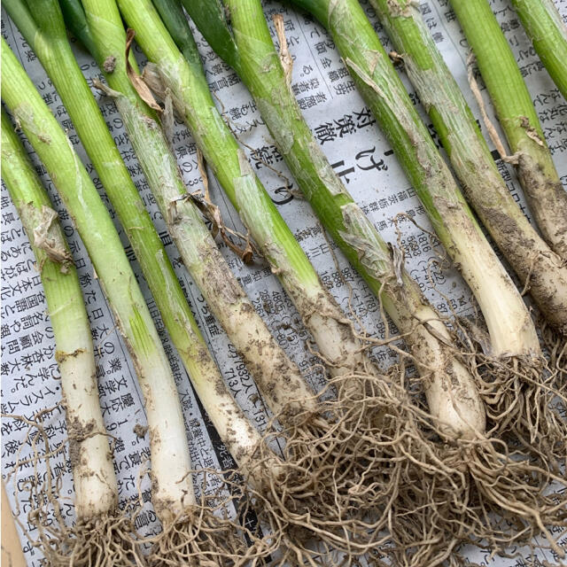 根っこ&土付き長ねぎ苗＊10本＊無農薬野菜＊プランターでも育つ初心者向き＊ 食品/飲料/酒の食品(野菜)の商品写真