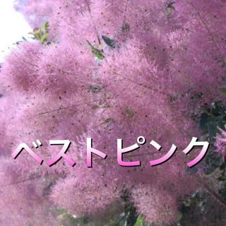 スモークツリー苗ベストピンク苗木   花木(その他)