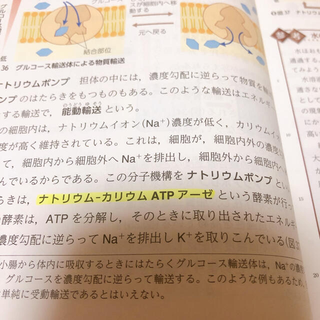 生物　教科書 エンタメ/ホビーの本(語学/参考書)の商品写真