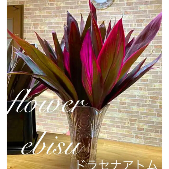 観葉植物 ドラセナ カット 水栽培 2本の通販 By 植物発送 月 木曜 Ebisu ラクマ 観葉植物 ドラセナ カット 水栽培 2本の通販 By 植物発送 月 木曜 Ebisu ラクマ