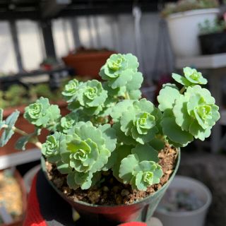 多肉植物　クラフトミセバヤ❣️美苗　抜き苗(その他)