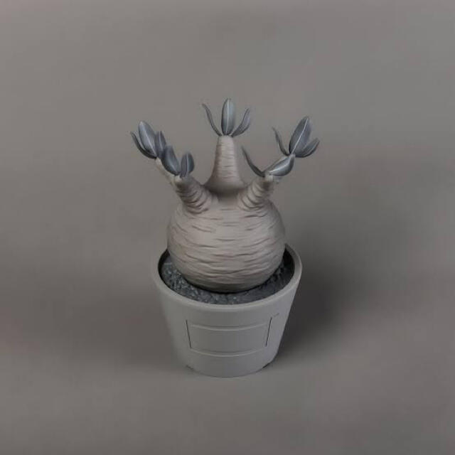 Pachypodium Gracilius var. monotone Pachypodium Gracilius var. monotone
