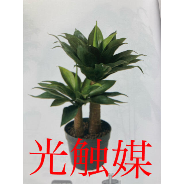 光触媒 人工観葉植物 ウォールグリーン 造花 インテリア アガベ72の通販 By 太郎 ラクマ
