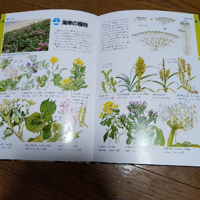 学研の図鑑「植物」 - その他