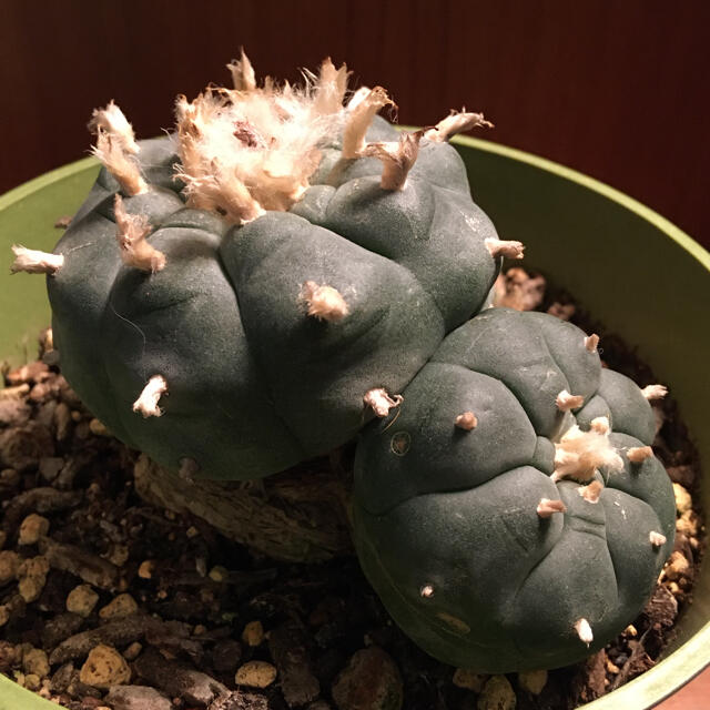 種子25粒 ペヨーテ Lophophora Williamsii 烏羽玉の通販 By 霊山 ラクマ