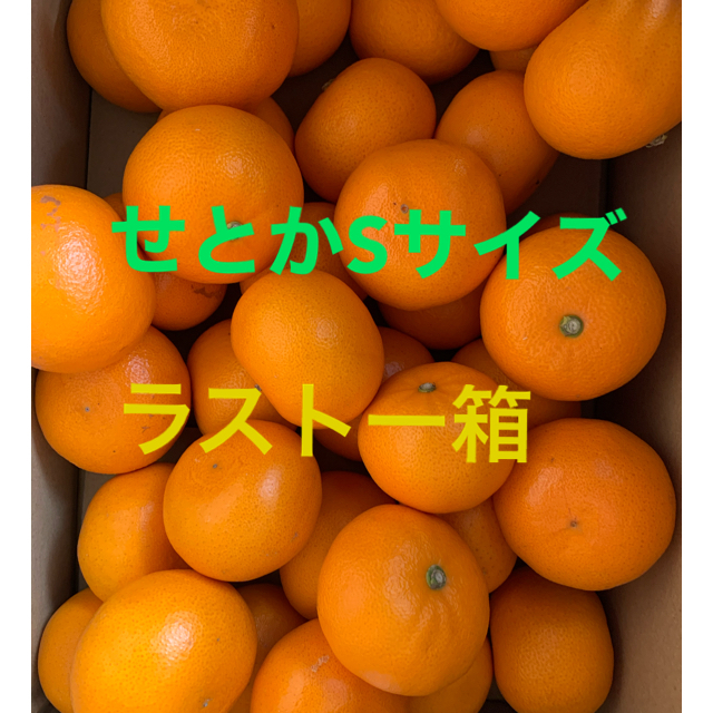 【週末SALE‼️】ラスト一箱早い者勝ち🍊愛媛　せとか　S 5キロ 食品/飲料/酒の食品(フルーツ)の商品写真