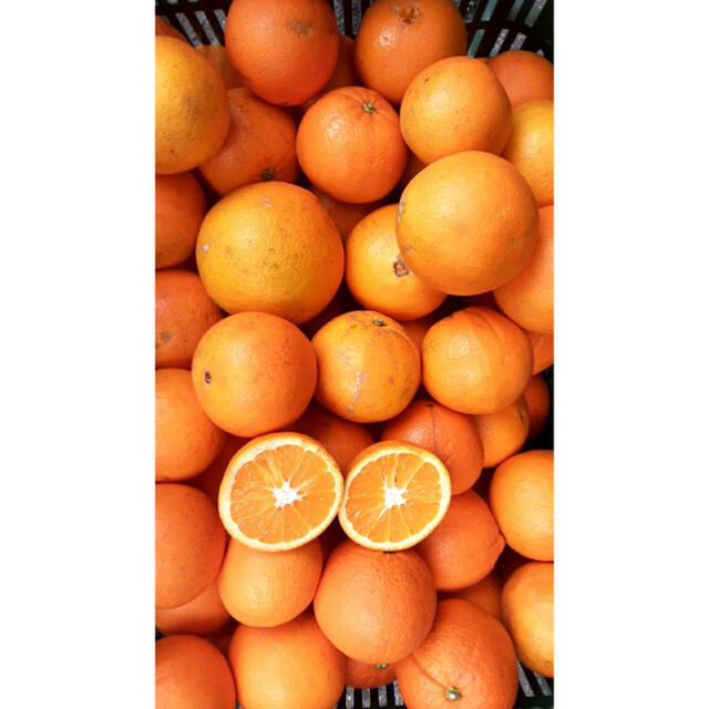 訳あり品　愛媛県 ネーブル　ネーブルオレンジ　傷スレあり　ジュース用　15kg 食品/飲料/酒の食品(フルーツ)の商品写真