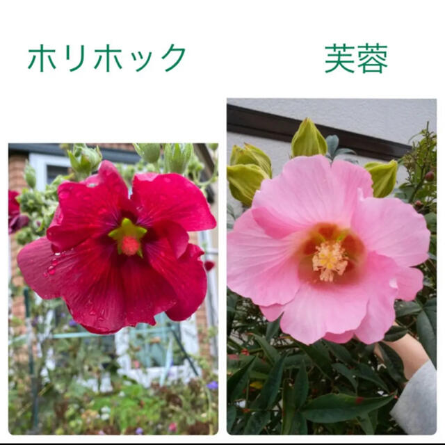 ホリホックと芙蓉　種 ハンドメイドのフラワー/ガーデン(その他)の商品写真